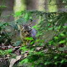 Kleine Wildkatze auf Entdeckungstour