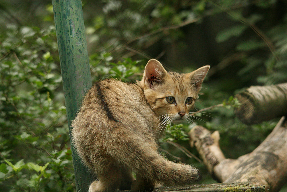 kleine Wildkatze