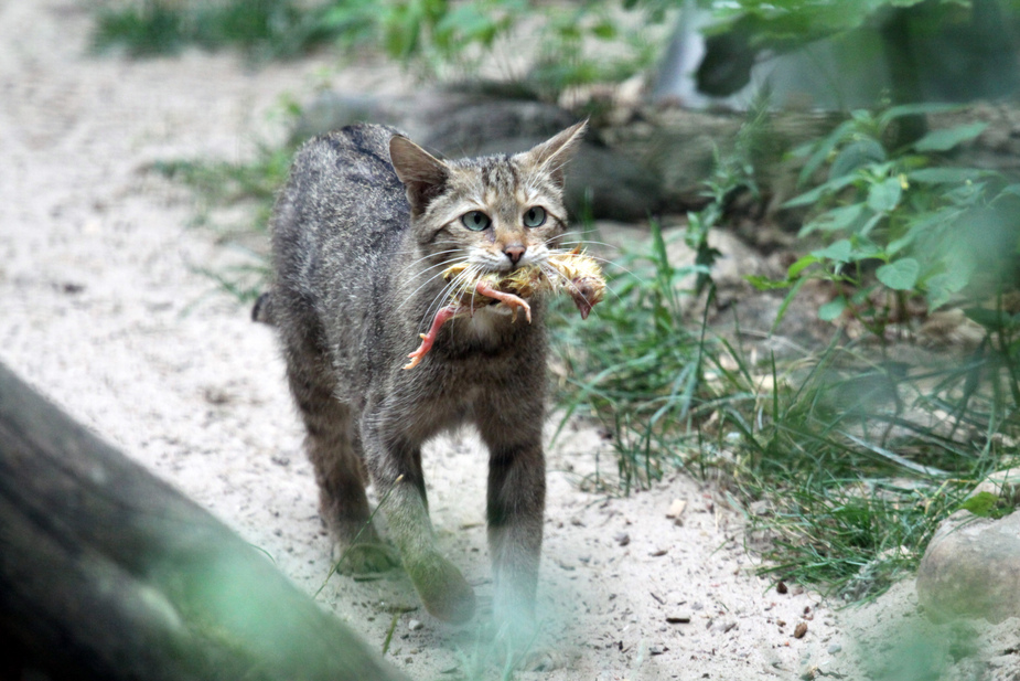 Kleine Wildkatze mit Beute