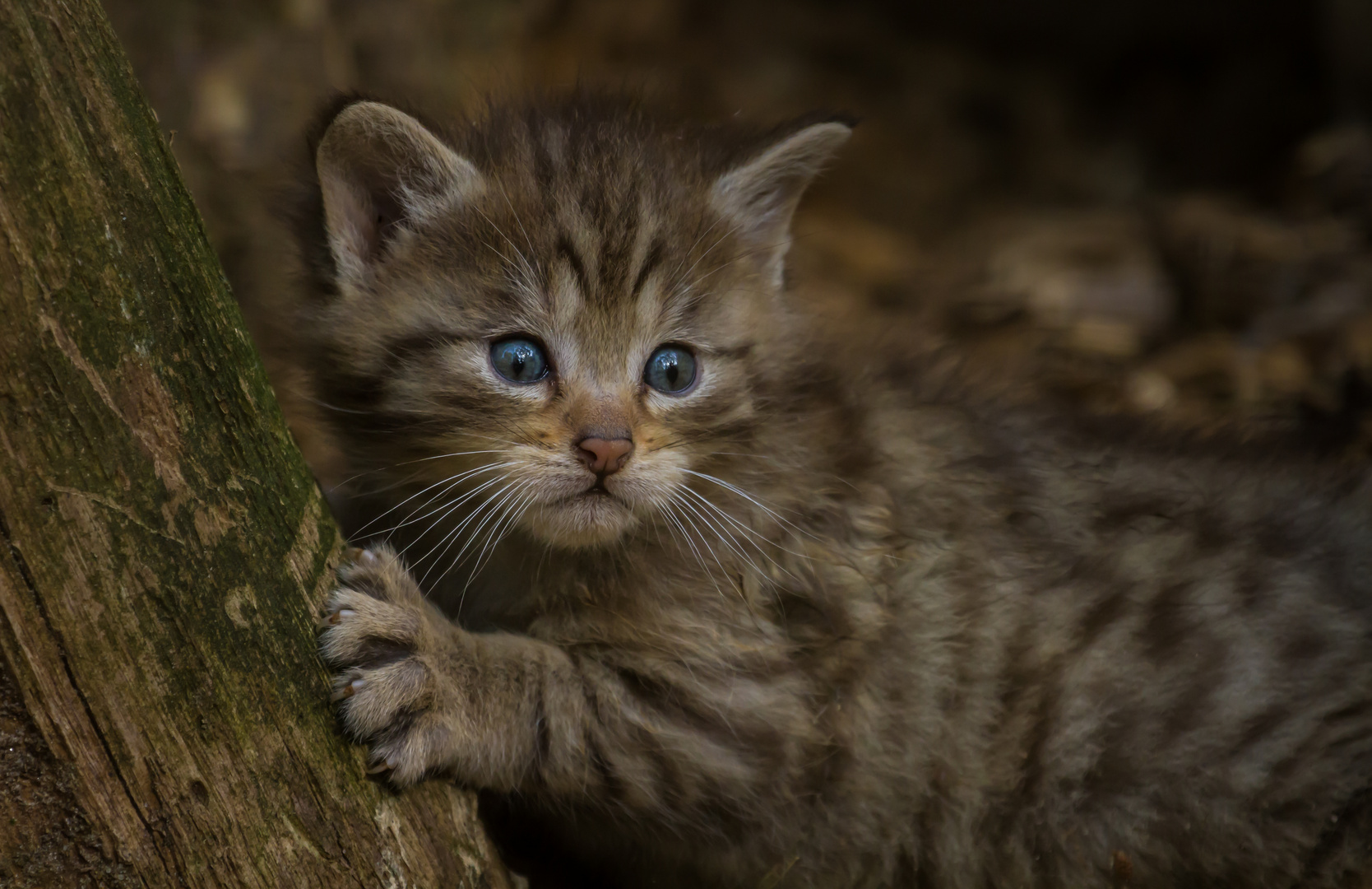 kleine wildkatzen ....auf großer entdeckungstour in ihrem gehege