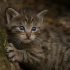 kleine wildkatzen ....auf großer entdeckungstour in ihrem gehege