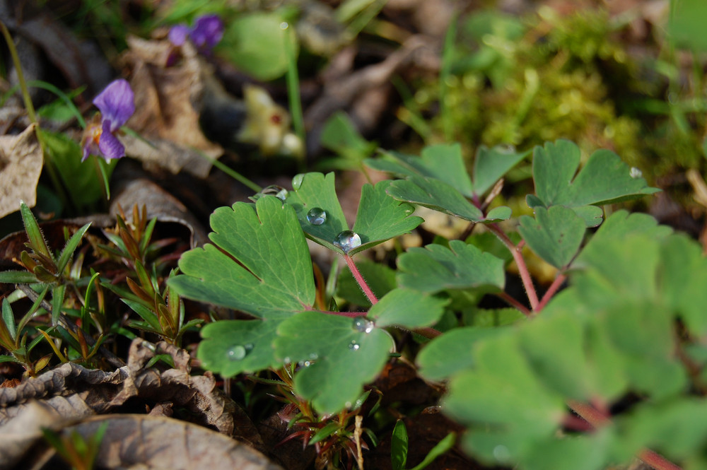 Kleine Wildnis