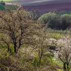 Kleine Wildnis