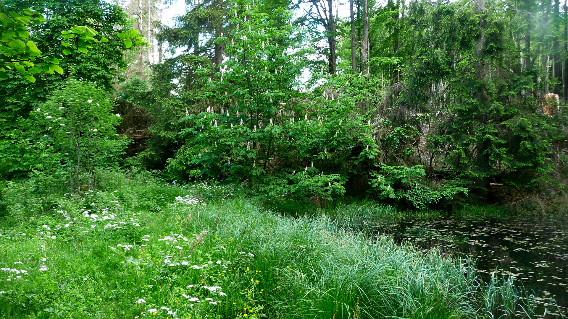 Kleine Wildnis am Teich Foto & Bild landschaft, bach, fluss & see