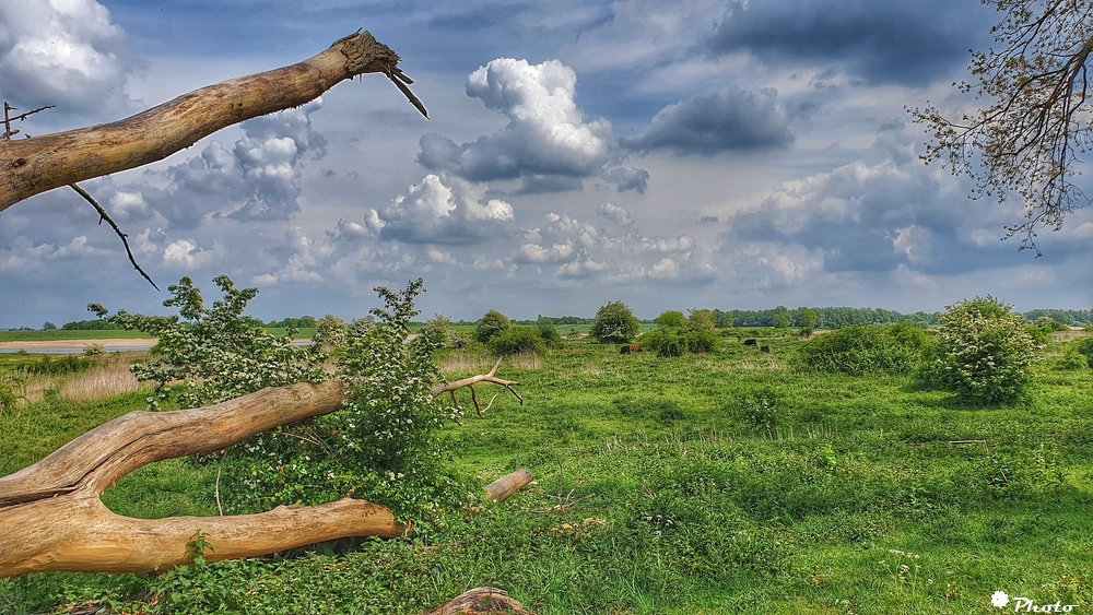 kleine Wildnis