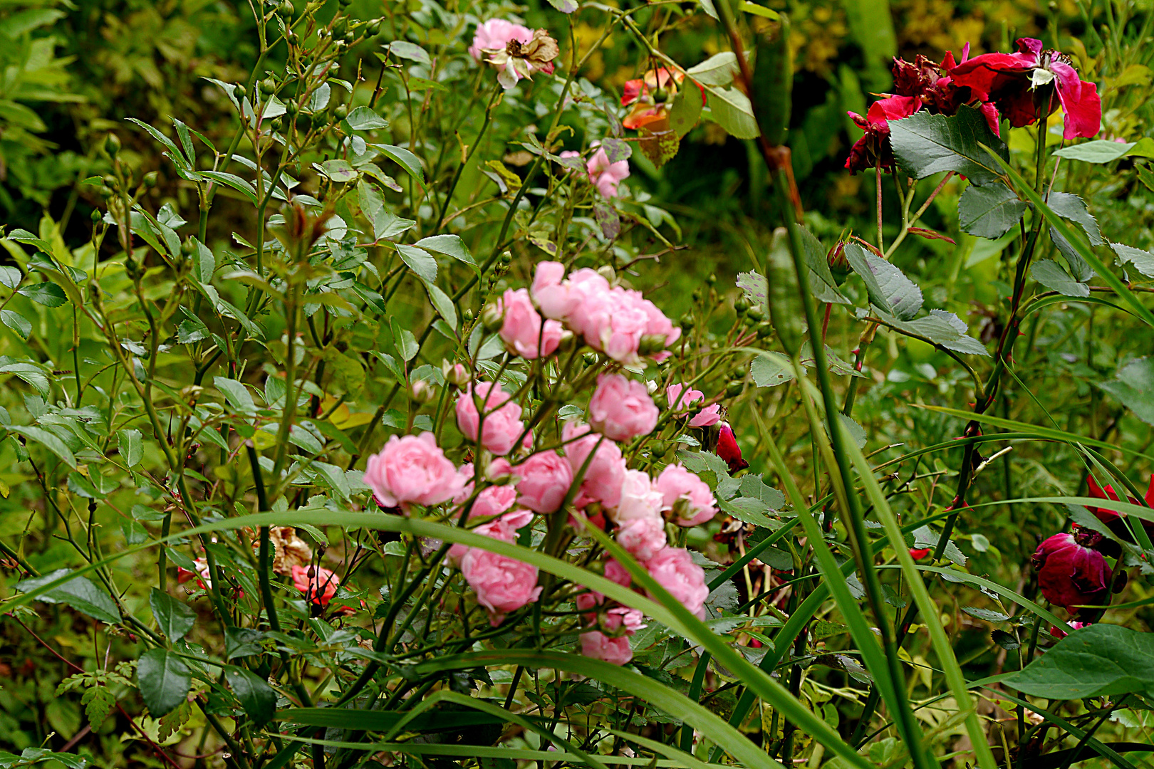 "Kleine Wildniss" in der Aprather Mühle.