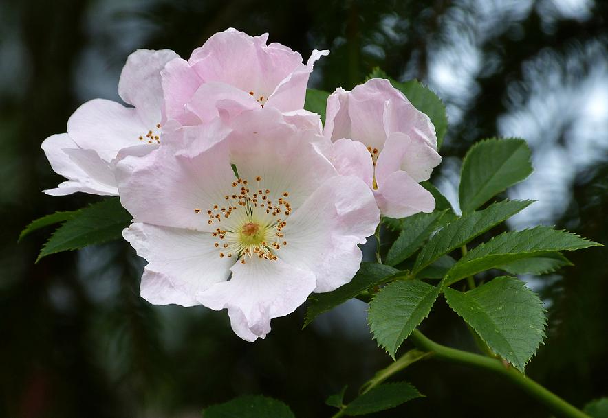 kleine Wildrose