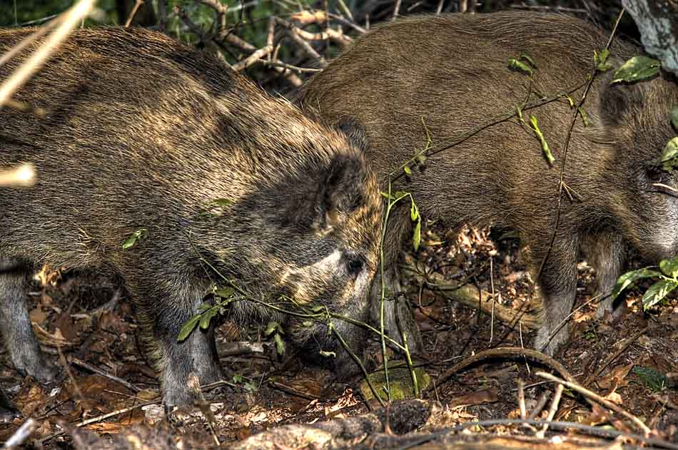 Kleine Wildschweine