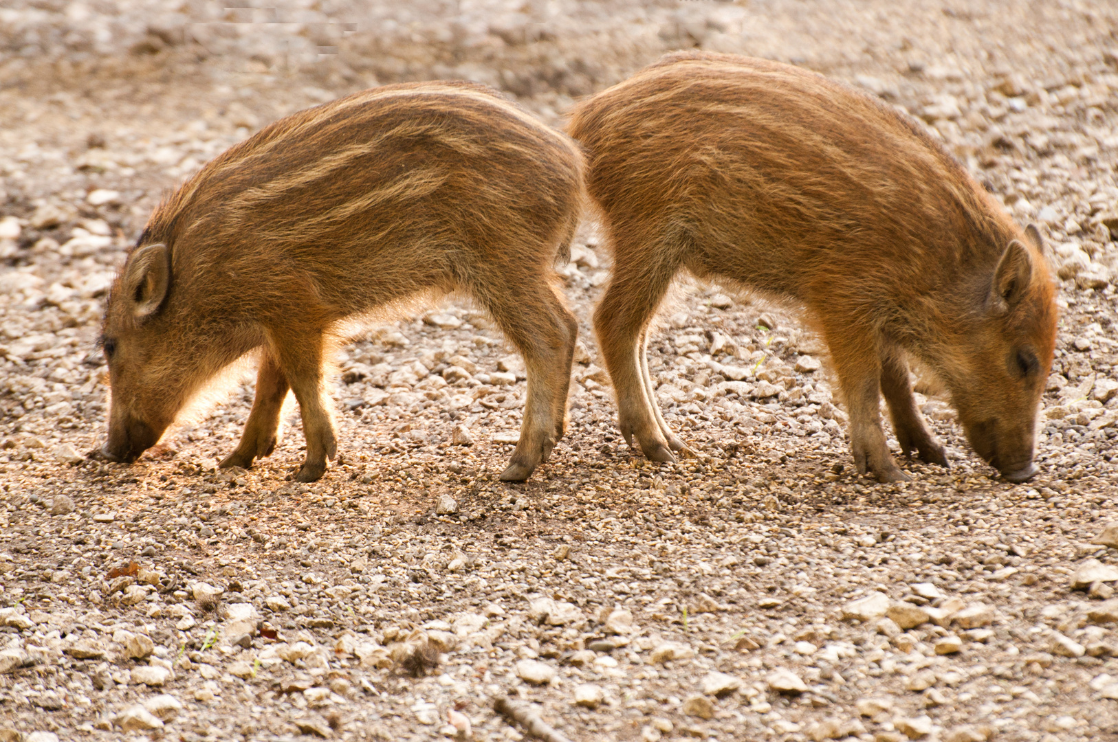 kleine Wildschweine