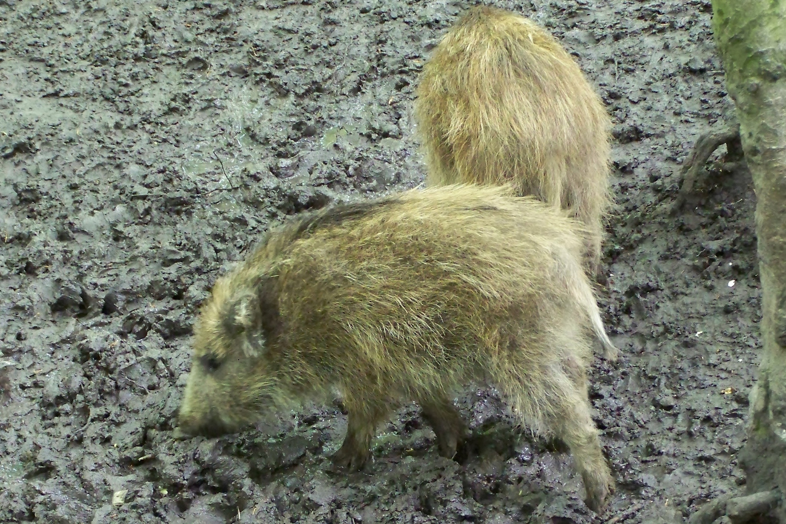 Kleine Wildschweine