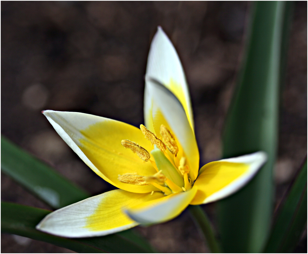 kleine Wildtulpe