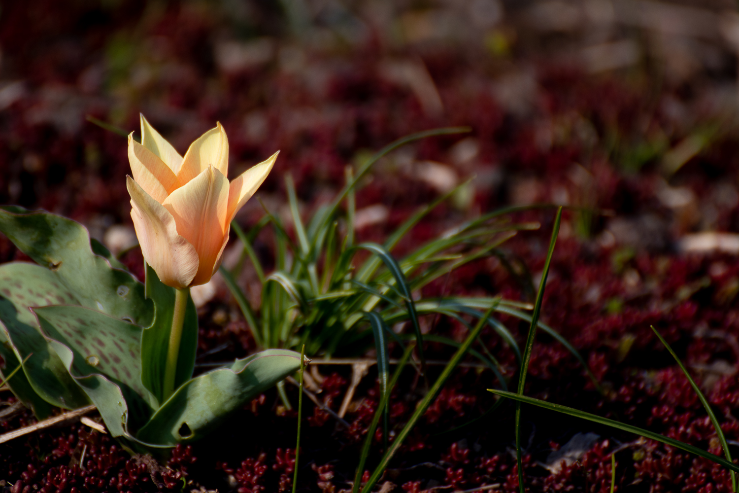 Kleine Wildtulpe 