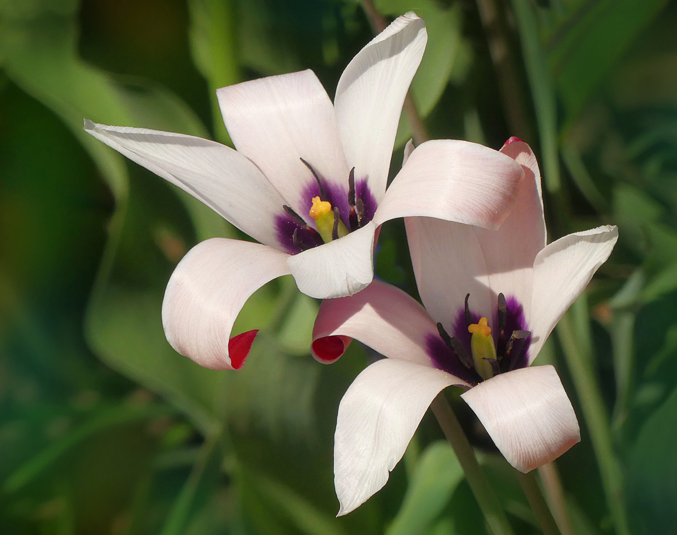 Kleine Wildtulpen