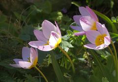 Kleine Wildtulpen