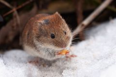 Kleine Winter-Maus