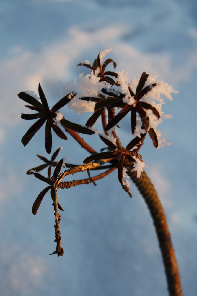 Kleine Winter - Palme