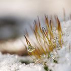 Kleine Winterlandschaft