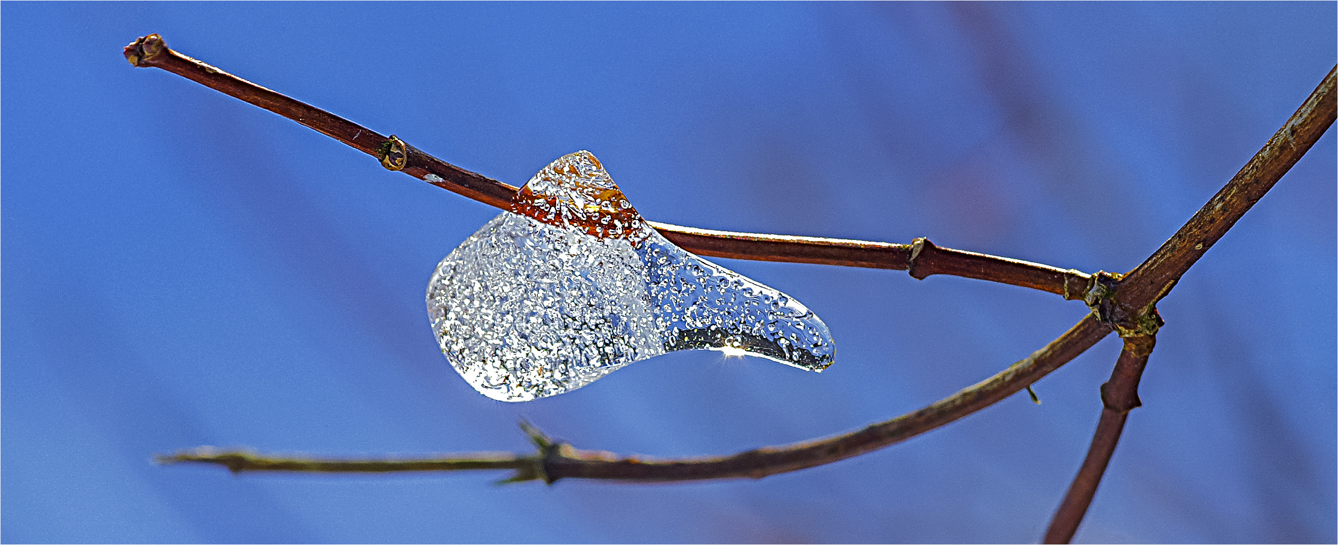 … Kleine Winterpreziose …