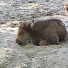 KLeine Wisent