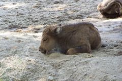 KLeine Wisent