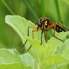 Kleine Wolfsfliege (Molobratia teutonus)