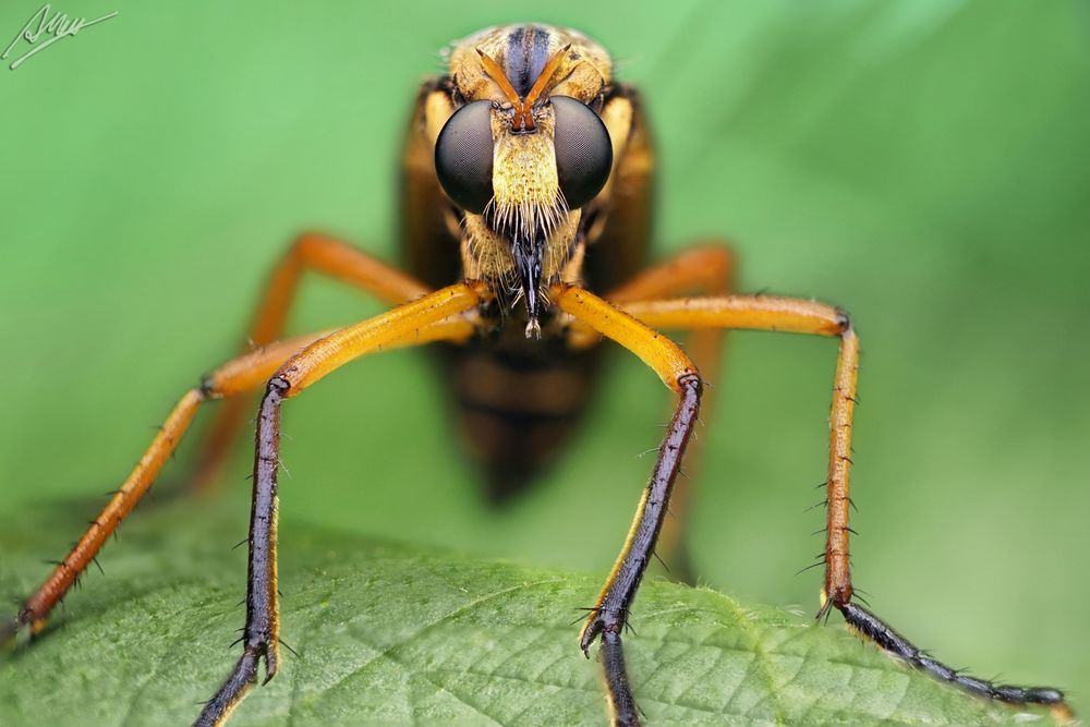 Kleine Wolfsfliege (Molobratia teutonus)