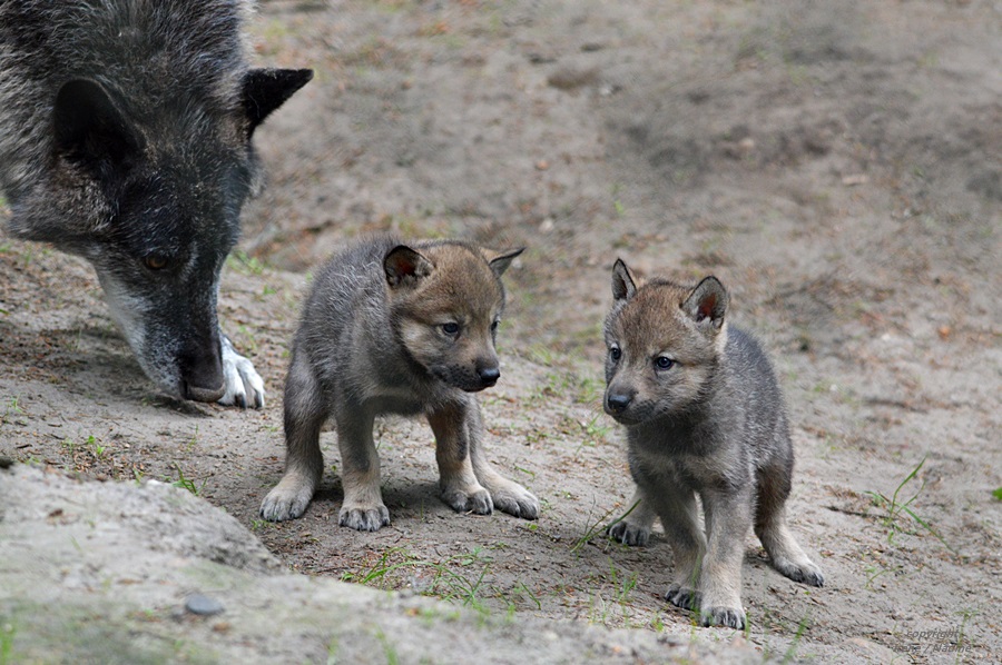 Kleine Wolfsgeschwister :-)