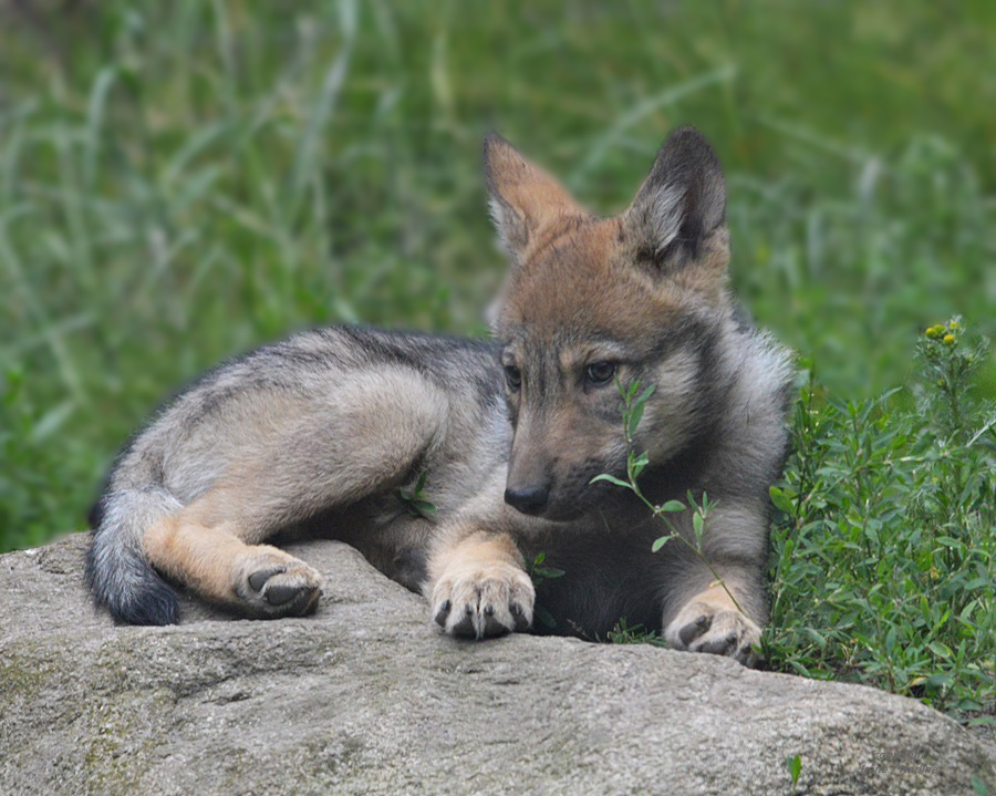 °°Kleine Wolfslady °°