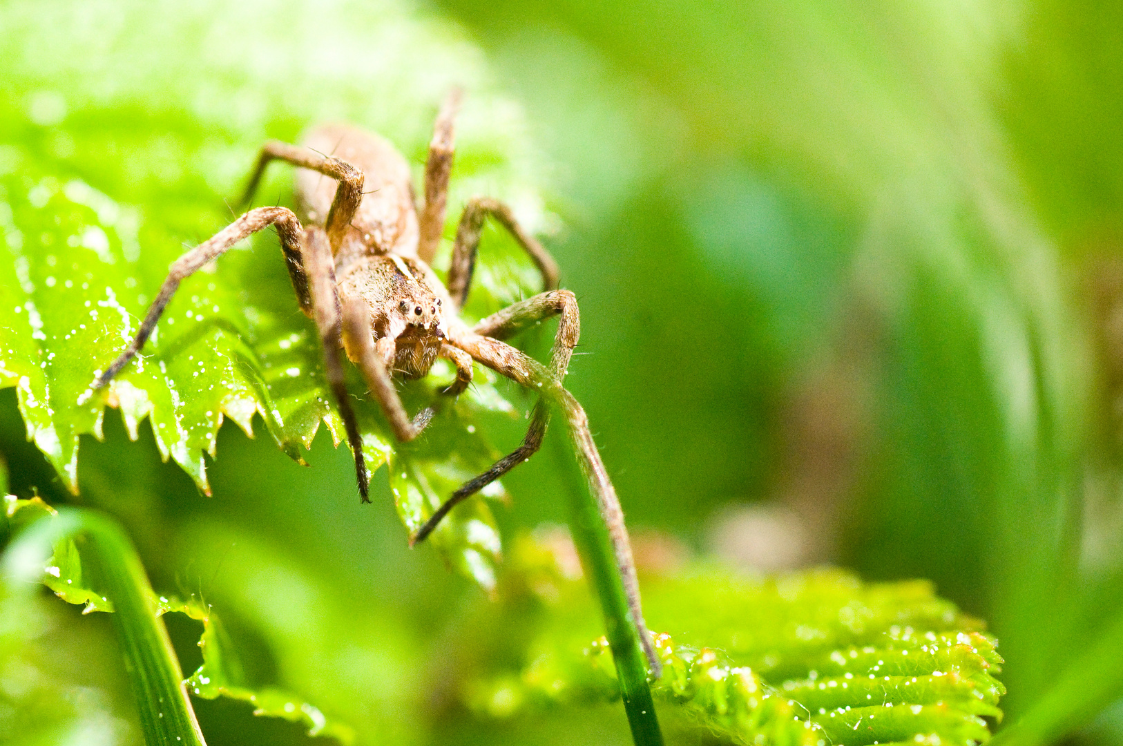 Kleine Wolfspinne