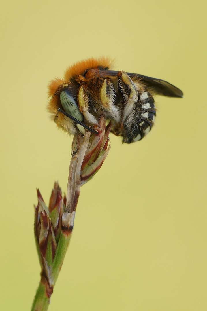 Kleine Wollbiene (Anthidium punctatum)