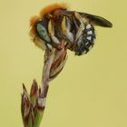 Kleine Wollbiene (Anthidium punctatum)