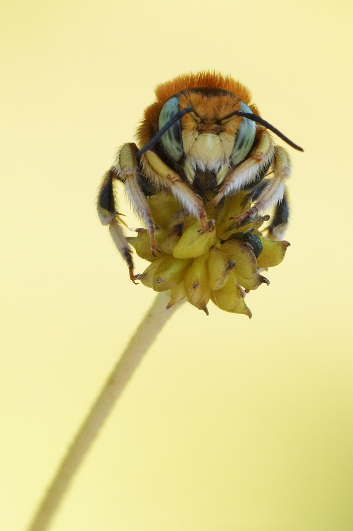 Kleine Wollbiene (Anthidium punctatum)