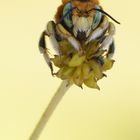 Kleine Wollbiene (Anthidium punctatum)