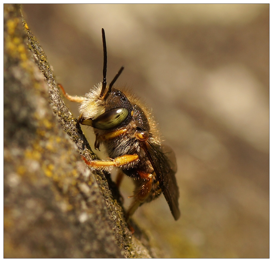 Kleine Wollbiene - Anthidium punctatum