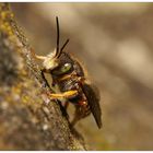 Kleine Wollbiene - Anthidium punctatum