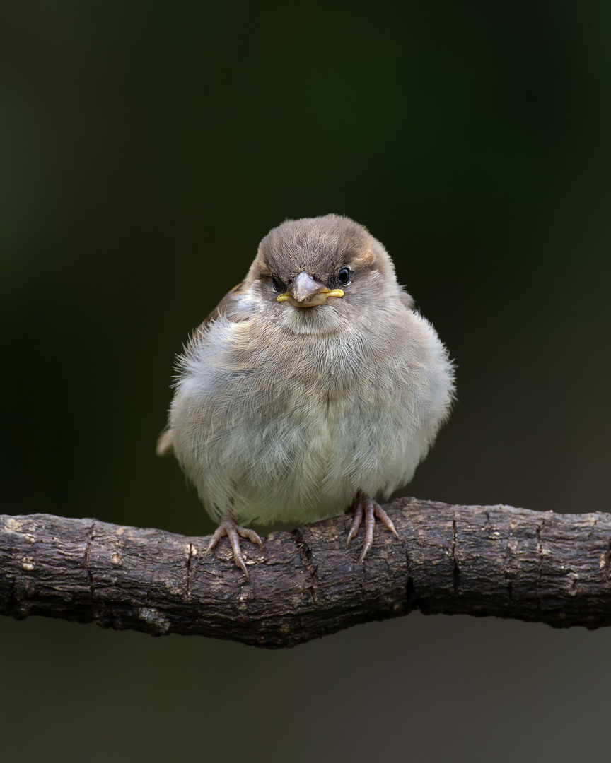 Kleine Wollpoppel :-)