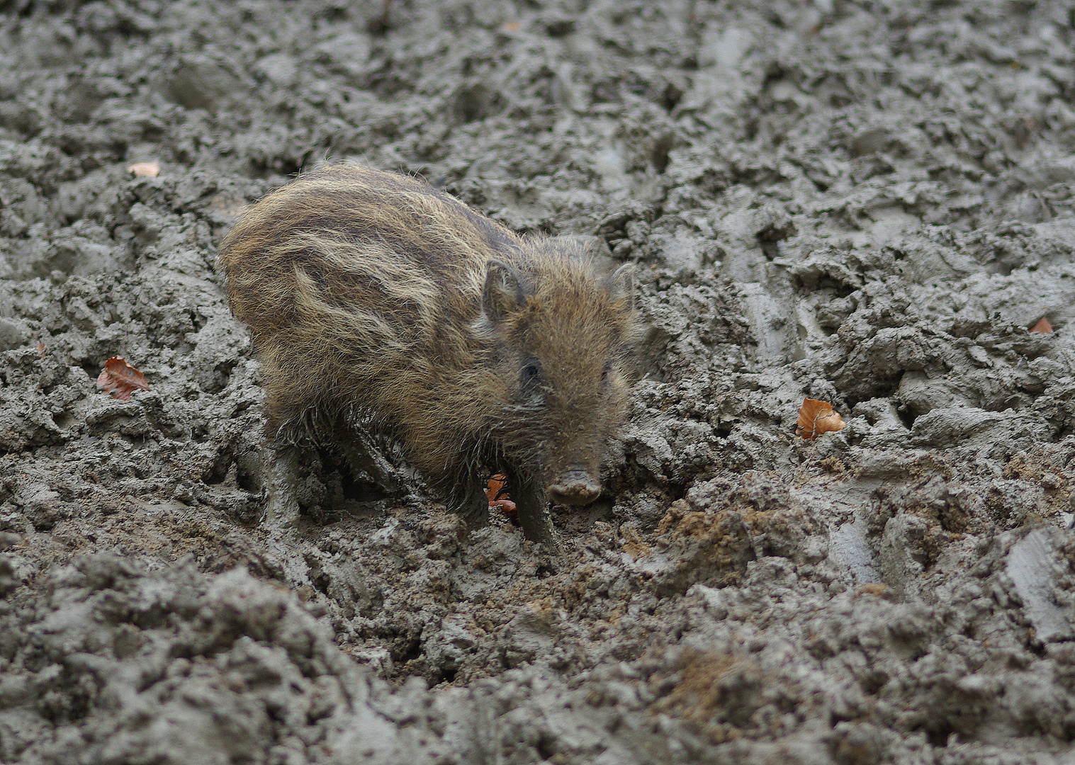 Kleine Wühlmaus oder Dreckschweinchen ?