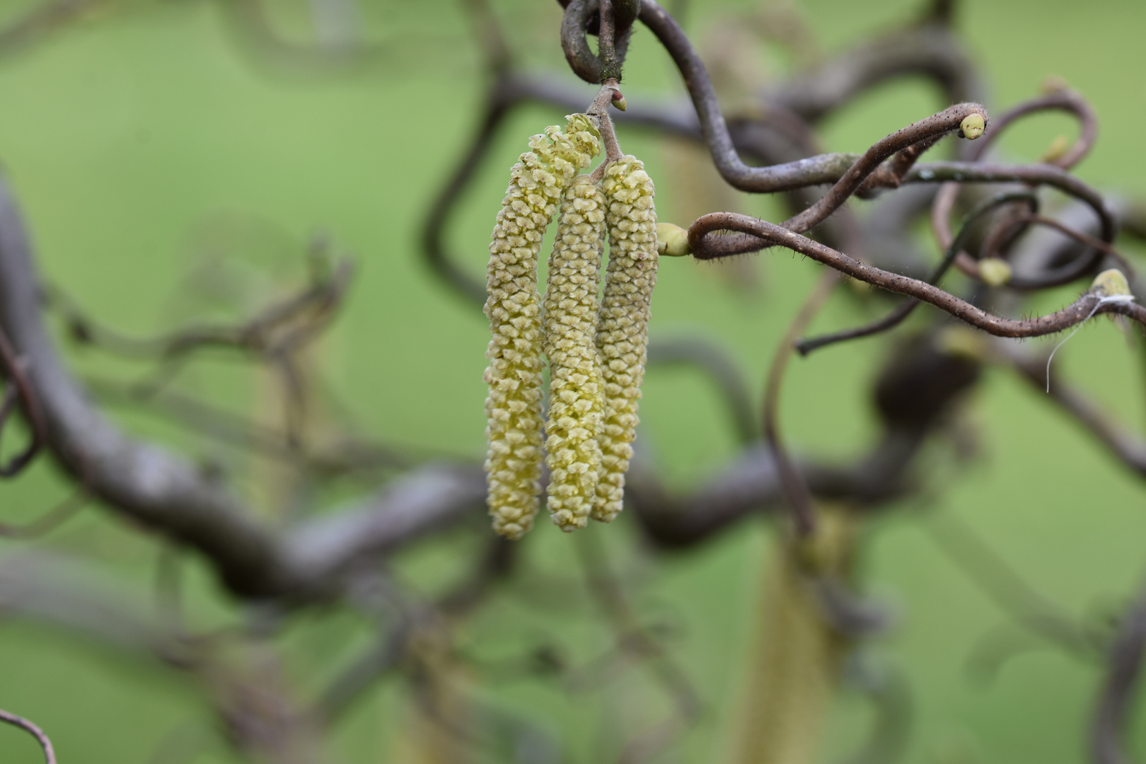 kleine Würstchen Foto & Bild makro, baum, frühling Bilder auf
