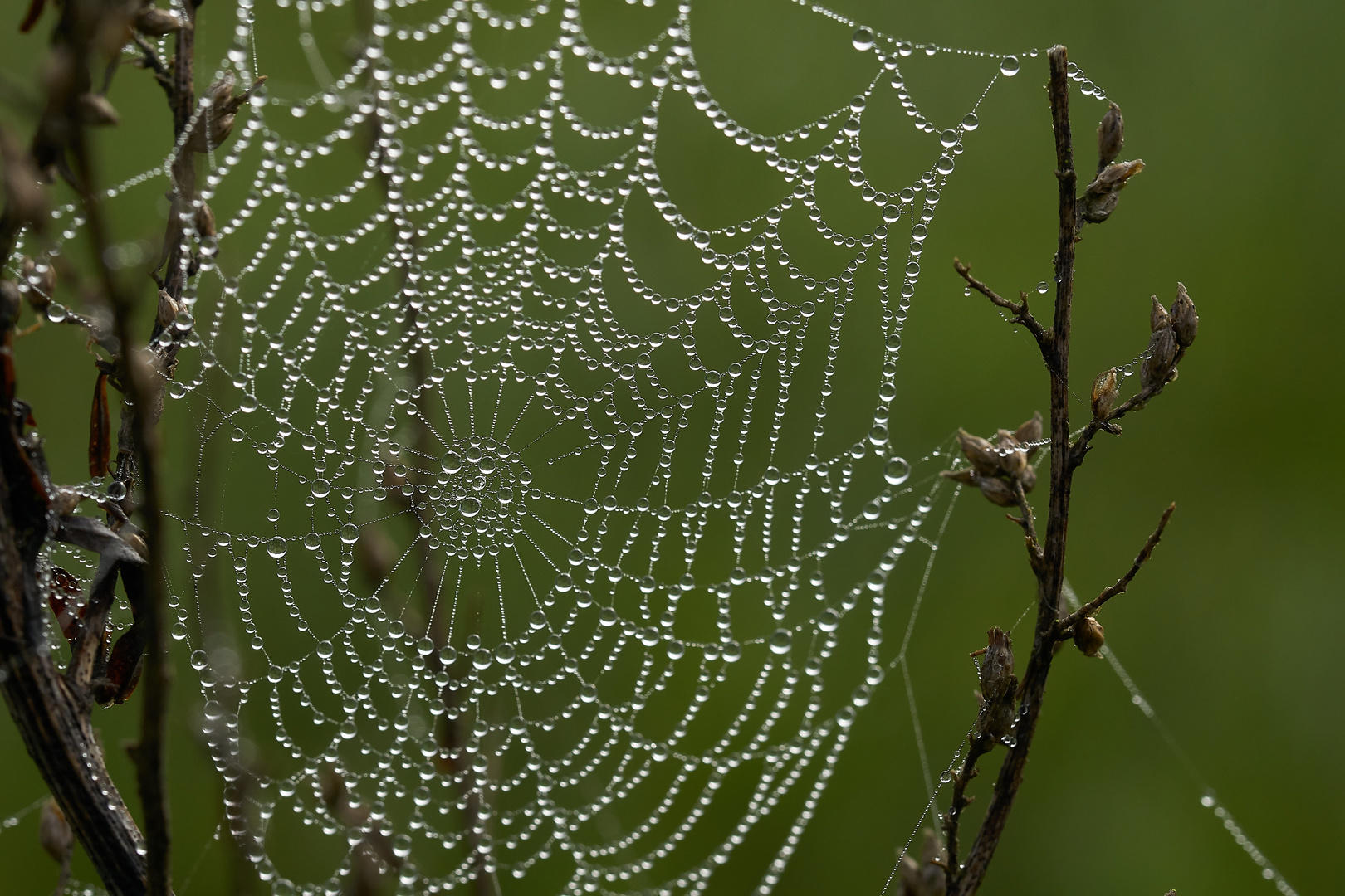 kleine wunder