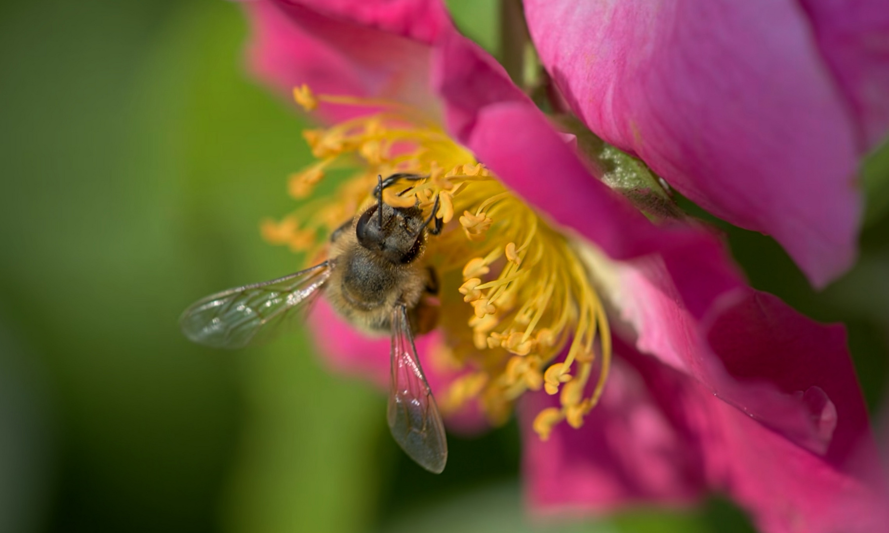 Kleine Wunder der Natur