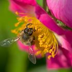 Kleine Wunder der Natur