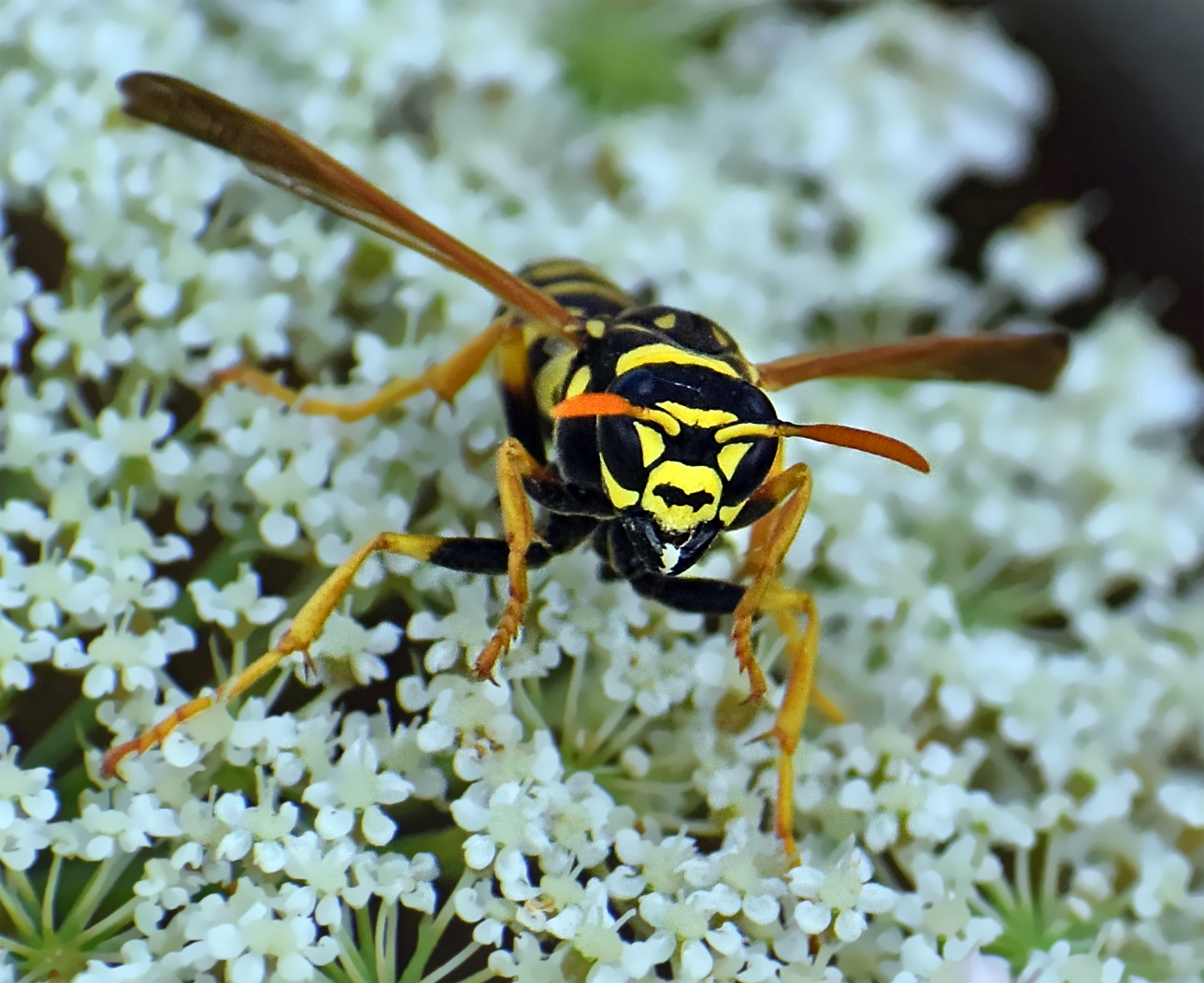 KLEINE WUNDER DER NATUR