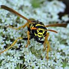 KLEINE WUNDER DER NATUR