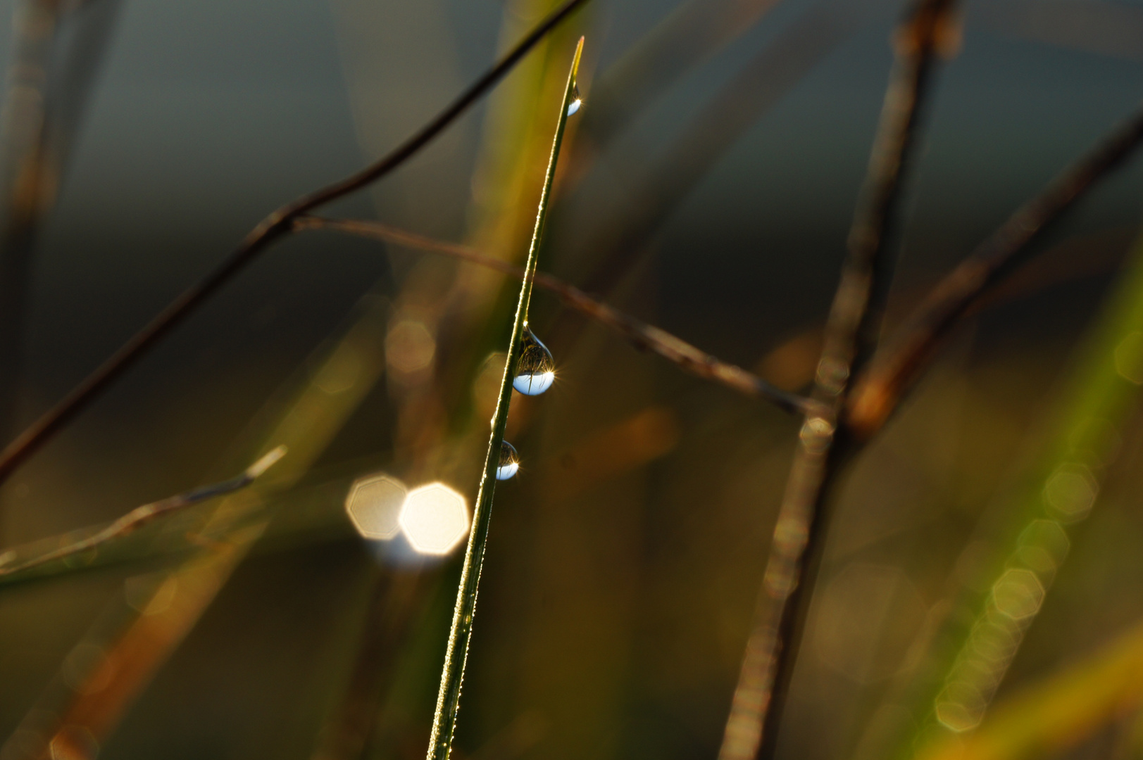 Kleine Wunder der Natur