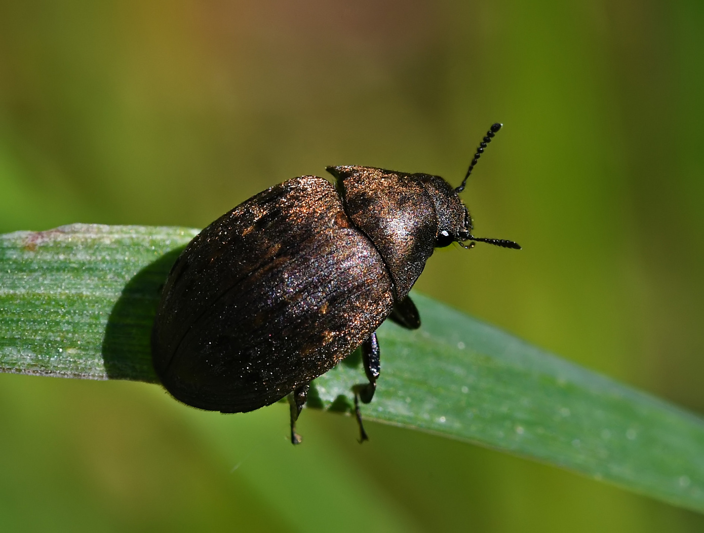 KLEINE WUNDER DER NATUR