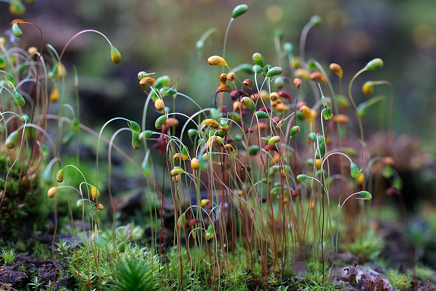 kleine Wunderwelt