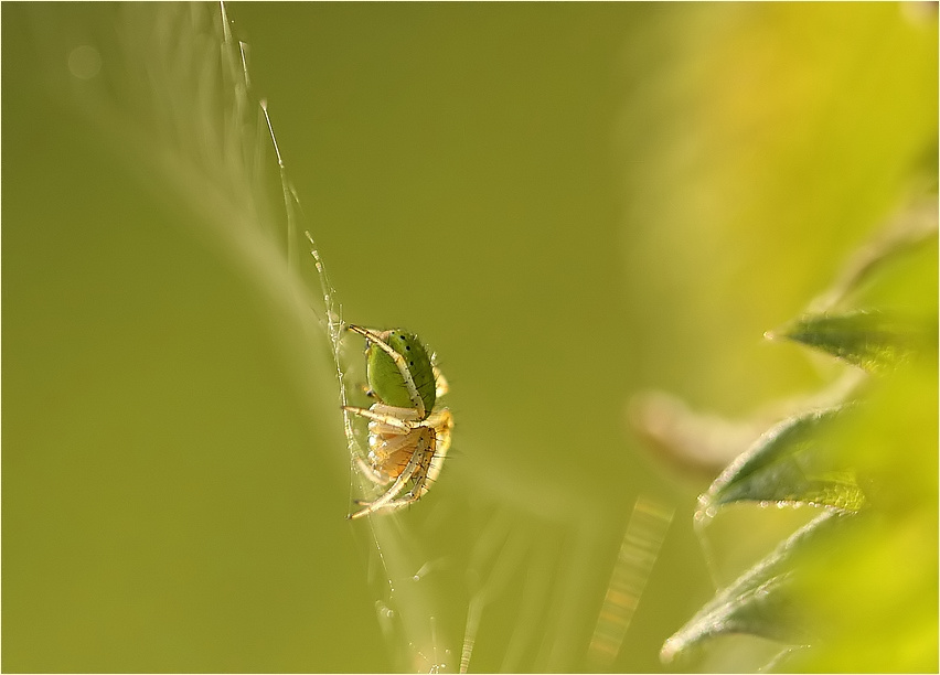 kleine Wunderwelt ...