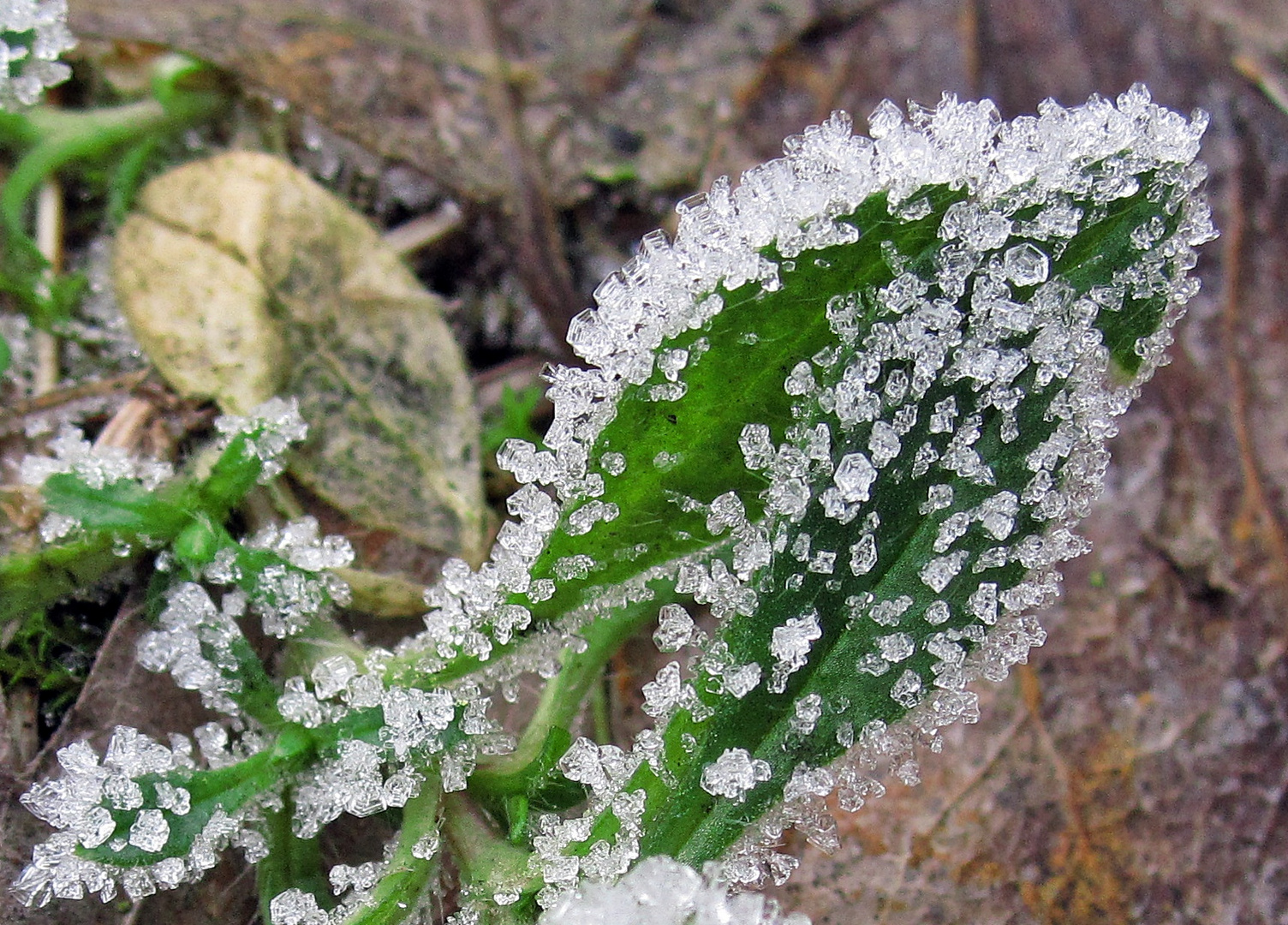 Kleine Wunderwerke