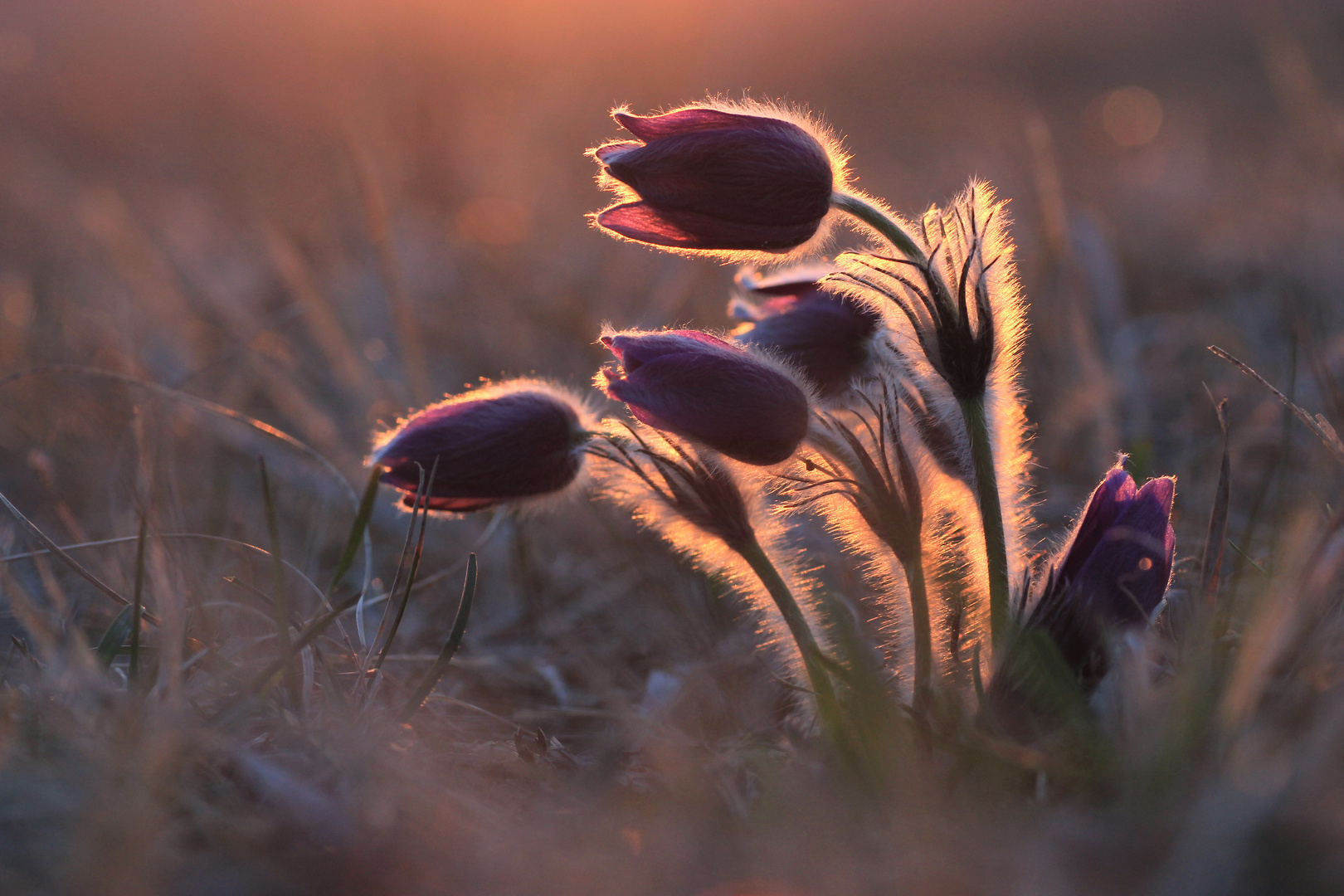 kleine Wuschelköpfe im Abendlicht...