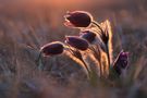 kleine Wuschelköpfe im Abendlicht... von ANGI59 